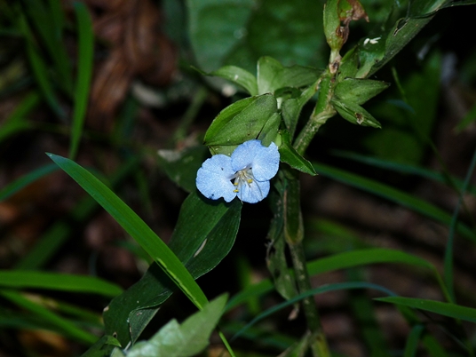 {Commelina virginica}
